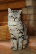 BRITISH SHORTHAIR 042